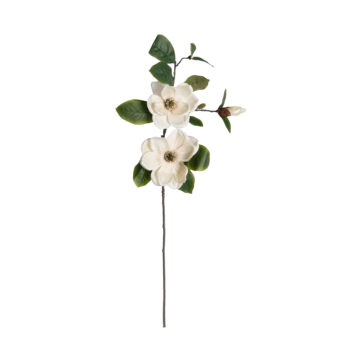 Magnolia blanc H 84cm