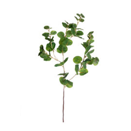 Eucalyptus H 70cm