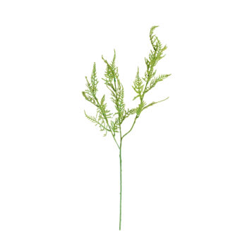 Asparagus H 73cm