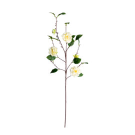 Japanese Camellia H 91cm
