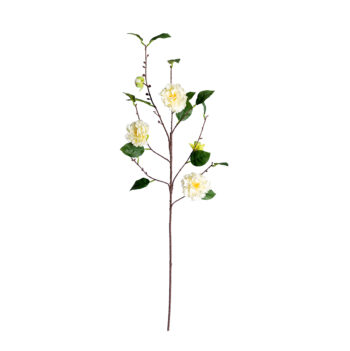 Japanese Camellia H 91cm