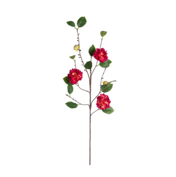 Japanese camellia H 91cm