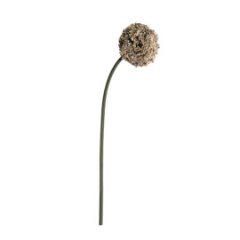 Allium grège H 75cm