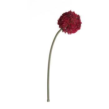 Allium rouge bordeaux H 75cm