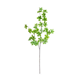 Enkianthus H 100cm