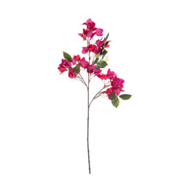 Bougainvillier H 75cm