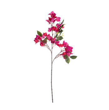 Bougainvillier H 75cm