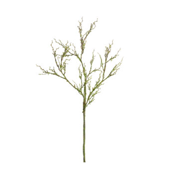 Withered stem H 125cm