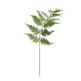 Asplenia H 160cm
