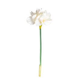 Amaryllis H 72cm