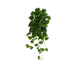 Philodendron tombant H 70cm