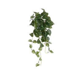 Philodendron panaché tombant H 70cm