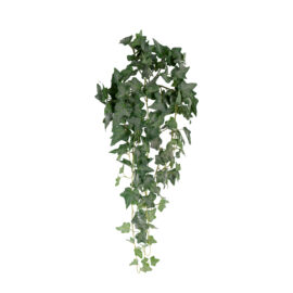buisson de lierre tombant H 90cm