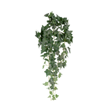 buisson de lierre tombant H 90cm
