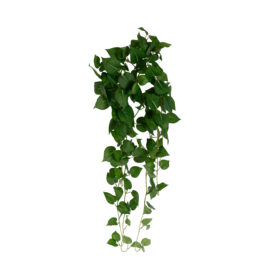 Philodendron tombant H 90cm