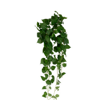 Philodendron tombant H 90cm