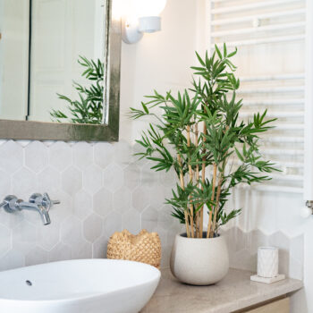 Bambou Japonais dense H 70cm