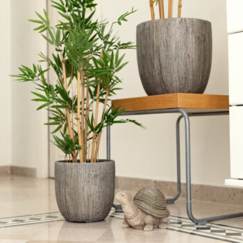 Bambou Japonais dense H 70cm – Image 8