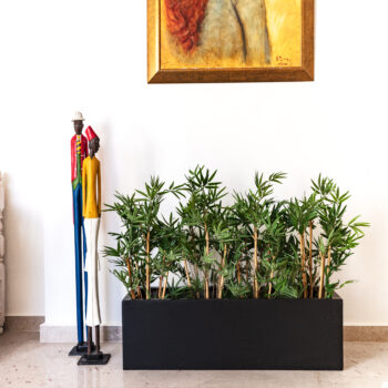 Bambou Japonais dense H 70cm – Image 3