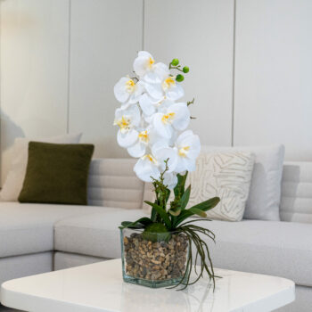 Composition Dolce H 60cm, D 26cm