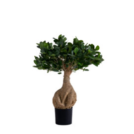Mini ficus panda nain