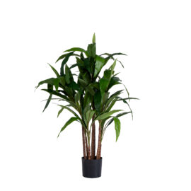 Cordyline H 61cm