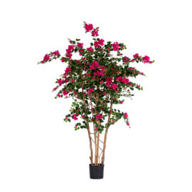 Arbre Bougainvillier H 180cm