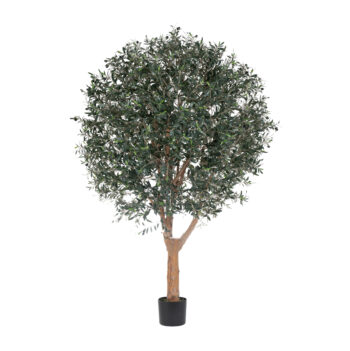 Olivier géant H 240cm