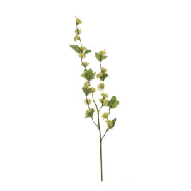 Houblon vert