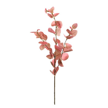 Eucalyptus Pink H75cm