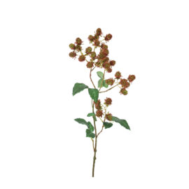 branche de mûrier