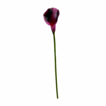 Calla violet