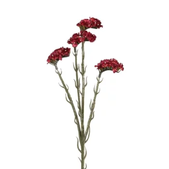 statice rouge bordeaux