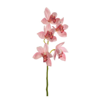 Cymbidium rose