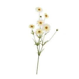 Daisy flower