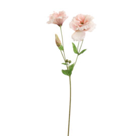 Lisianthus rose