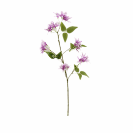 Clematis mauve