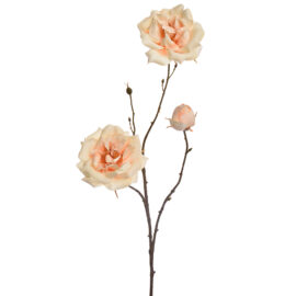 Rose crème