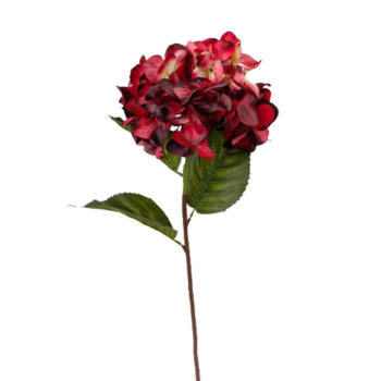 Hortensia rouge