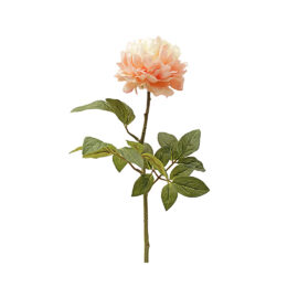 Pivoine rose