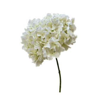 Hortensia blanc