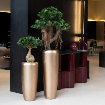 Mini ficus panda nain H 72cm – Image 3