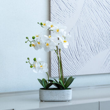 Orchidée Arc en ciel H55 cm – Image 5