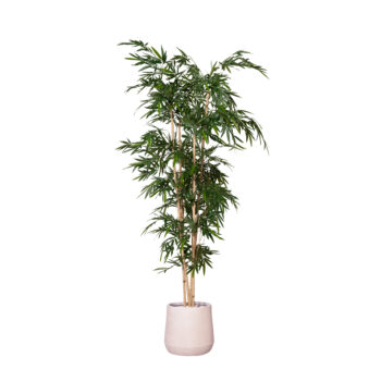 Bambou géant H 350cm