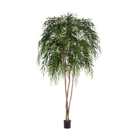 Chinese Willow H 245cm