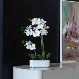 Orchidée Arc en ciel H55 cm