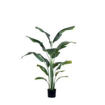 Strelitzia Tropical H 180cm / H 210cm – Image 2
