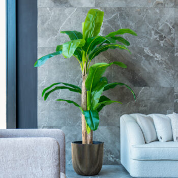 Bananier – Image 6