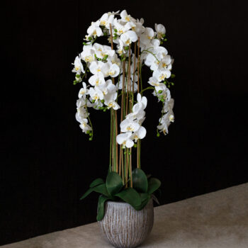 Composition d’orchidées à 10 hampes – Image 5