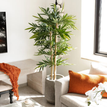 Bambou Gros Tronc à feuillages dense – Image 5